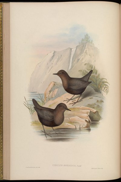 Cinclus Sordidus (Dark Morph of Cinclus Cinclus Cashmeriensis) by John Gould